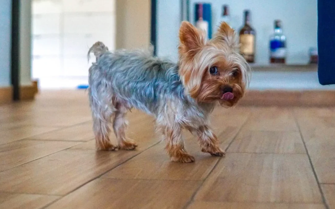 The Best Pet-Friendly Flooring